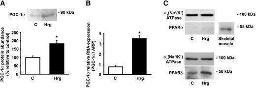 FIG. 4. Neuregulins increase PGC-1α and PPARδ levels. L6E9 cells were treated with 3 pmol/l Hrg for 48 h. A: Detection of PGC-1α protein in total cell lysates (120 μg) by Western blot. A representative image and the relative densitometries (relative to β-actin content) from nine experiments (means ± SE) are shown. Results were confirmed by immunoprecipitation assays (not shown). B: Relative quantification of PGC-1α RNA expression by real-time PCR. Results from three experiments are shown as means ± SE. C: Detection by Western blot of PPARα and PPARδ protein levels in total cell lysates (100 μg). Control of loaded protein: α1(Na+/K+)ATPase (10 μg). Total lysates (100 μg) from gastrocnemius muscle were used as a positive control for PPARα detection. Representative images from three to six experiments are shown. *Significant difference vs. control (C) group at P < 0.01.