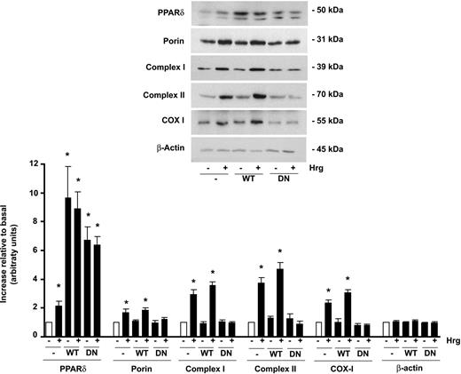 FIG. 5. PPARδ mediates neuregulin effects on mitochondrial protein levels. C2C12 control cells (-), cells overexpressing wild-type (WT), PPARδ, or dominant-negative (DN) PPARδ were treated with 3 pmol/l Hrg for 48 h. Total cell lysates (20–80 μg) were used for Western blot analysis. Representative images and densitometries (means ± SE, normalized using β-actin as loading control protein) from three experiments are shown. *Significant difference vs. untreated cells group (- Hrg) at P < 0.05.