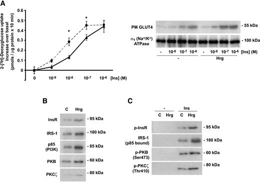 FIG. 6. Neuregulins increase insulin sensitivity. L6E9 cells were treated with 3 pmol/l Hrg for 48 h. A: Results of glucose uptake for insulin concentration response assays are shown as the means ± SE of four experiments. *Significant difference between control (C) (▴, continuous line) and neuregulin-treated (•, dashed line) groups at P < 0.01. Western blot of GLUT4 was conducted using 10 μg of plasma membrane (PM), and representative images from three experiments are shown. B: Western blots of indicated proteins were condcuted using 40 μg total cell lysates. Representative images from three experiments are shown. C: Analysis of Hrg action on the submaximal insulin concentration effects (10 min for InsR or 15 min for others) regulating phosphorylation of InsR, PKB (Ser473), and PKCζ (Thr410) and also on IRS-1 association to the p85 subunit of PI3K. Representative images from three experiments are shown.