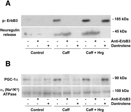 FIG. 7. Neuregulin involvement in caffeine effects on PGC-1α. L6E9 myotubes were incubated with dantrolene (10 μmol/l) or ErbB3-blocking antibodies (10 μg/ml) for 30 min previous to caffeine (5 mmol/l) or caffeine + Hrg 3 pmol/l treatments for 3 h. A: ErbB3 phosphorylation (in total cell lysates) and released neuregulins (in incubation medium) were analyzed by Western blot assays. B: After indicated treatments, cells were washed in PBS and left for 15 h with differentiation medium supplemented with dantrolene or anti-ErbB3 antibodies in the corresponding groups. PGC-1α was analyzed in total cell lysates by Western blot. Representative images from three experiments are shown.