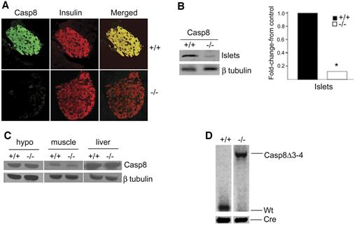 FIG. 1. Deletion of Casp8 in pancreatic β-cells. A: Immunofluorescence used to depict expression of Casp8 and costained with insulin in pancreatic sections of RIPcre+Casp8fl/fl (−/−) mice and RIPcre+Casp8+/+ (+/+) mice (magnification ×20). B: Western blots (left) and quantification of Western blot signal (right) showing decreased expression of Casp8 (55 kDa) in isolated islets, *P < 0.05. C: Western blotting showing no difference in the expression of Casp8 in the hypothalamus (hypo), muscle, and liver. D: PCR analysis of Cre-mediated recombination of the Casp8 locus (Δ3–4) in sorted β-cells. The results are representative of three independent experiments performed on mice >5 months of age. (Please see http://dx.doi.org/10.2337/db06-1771 for a high-quality digital representation of this figure.)
