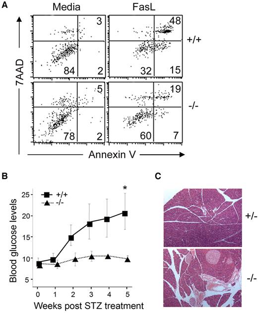 FIG. 2. Deletion of Casp8 in β-cells protects from FasL-induced killing in vitro and STZ-induced diabetes in vivo. A: Annexin V/7-AAD profiles of RIPcre+Casp8+/+ and RIPcre+Casp8fl/fl islets treated with 10 μg/ml FasL. The results are representative of experimental groups containing three mice per genotype. B: RIPcre+Casp8+/+ (+/+) and RIPcre+Casp8fl/fl (−/−) mice were injected with STZ, and tail vein glucose was monitored weekly (n = 4 mice/genotype, *P < 0.05). C: H-E–stained pancreatic sections (magnification ×4) 4 weeks after STZ (two random sections examined per mouse, n = 4 mice/genotype). (Please see http://dx.doi.org/10.2337/db06-1771 for a high-quality digital representation of this figure.)