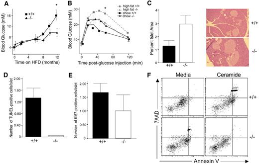 FIG. 3. RIPcre+Casp8fl/fl mice are protected from type 2 diabetes induced by HFD. A: RIPcre+Casp8fl/fl mice and RIPcre+Casp8+/+ mice were fed HFD for 8–12 months. Fasting blood glucose levels were determined from RIPcre+Casp8+/+ (+/+) and RIPcre+Casp8fl/fl (−/−) mice at 0, 6, and 12 months on HFD (n = 6 mice/genotype, *P < 0.05). B: At 12 months on HFD, RIPcre+Casp8fl/fl (−/−) mice exhibited improved glucose tolerance after intraperitoneal GTT compared with RIPcre+Casp8+/+ (+/+) mice (n = 10 mice/group, *P < 0.03). C: Quantification of the percent insulin- stained versus total pancreatic area for mice killed after 12 months on HFD (n = 6 mice/genotype, *P < 0.05). Representative pancreatic sections stained with H-E (magnification ×10). D and E: Quantification of the number of apoptotic (TUNEL-positive) cells (*P < 0.05) and proliferating cells (Ki67 positive, P = NS) per islet in RIPcre+Casp8+/+ (+/+) and RIPcre+Casp8fl/fl (−/−) mice after 12 months on an HFD (n = 4 mice/genotype). F: Annexin V/7-AAD profiles of RIPcre+Casp8+/+ and RIPcre+Casp8fl/fl islets treated with 50 μmol/l ceramide. The islets were isolated from 6-month-old mice on normal chow diet. The results are representative of experimental groups containing three mice per genotype. (Please see http://dx.doi.org/10.2337/db06-1771 for a high-quality digital representation of this figure.)