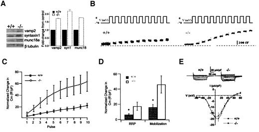 FIG. 7. Absence of Casp8 in β-cells leads to enhanced exocytosis of insulin. A: Western blots (left) and quantification of Western blot signals (right) of isolated islets from RIPcre+Casp8+/+ (+/+) and RIPcre+Casp8fl/fl (−/−) mice showing increased levels of vesicle-associated membrane protein 2 (18 kDa), syntaxin 1A (syn1; 35 kDa), and munc18a (68 kDa), *P < 0.05. B: Changes in cell membrane capacitance (Cm) were measured from single β-cells using a train of 10 depolarizing pulses (500 ms in duration) from −70 to 0 mV. Representative recordings of ΔCm from a RIPcre+Casp8+/+ β-cell and RIPcre+Casp8fl/fl β-cell. C: Corresponding summaries of the changes in ΔCm normalized to basal cell membrane capacitance (fF/pF, = 13–16 cells). D: Summary of the size of readily releasable pool of insulin granules (ΔCm1st–2nd pulse) and the rate of granules mobilization (ΔCm3rd–10th pulse) (n = 13–16 cells). Values represent the mean ± SE. *P < 0.05 for RIPcre+Casp8+/+ (+/+) vs. RIPcre+Casp8fl/fl (−/−) mice. E: Representative recorded voltage-dependent calcium currents (top) and the current-voltage relationship (bottom) (n = 10–12).