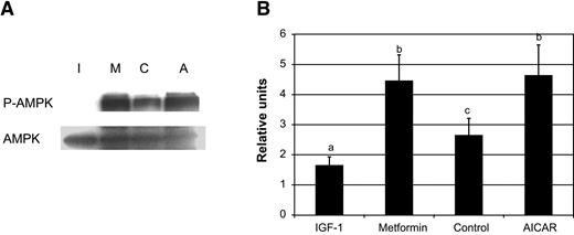 FIG. 1. Metformin exposure results in phosphorylation of AMPK. A: Blastocysts cultured in IGF-I (I); metformin (M); control HTF medium (C); or AICAR (A) were subjected to SDS-PAGE and Western blot analysis (n = 50 for each group for each experiment). For this set of experiments, membranes were first probed with antibodies specific for P-AMPK (top). They were then stripped and reprobed with antibodies specific for total AMPK (bottom). This blot is representative of the three experiments performed. B: Western blots were quantitated using NIH Image software (National Institutes of Health), and expression was normalized to total AMPK. Values with different letters were significantly different. IGF-I vs. control embryos, P < 0.05; IGF vs. metformin or vs. AICAR, P < 0.01; control vs. metformin or vs. AICAR, P < 0.05.