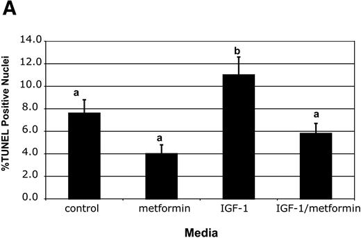 FIG. 3. Metformin reverses apoptosis in IGF-I–exposed blastocysts. A: Two-cell embryos were cultured in the same conditions as Fig. 1. Apoptosis was measured in individual blastocysts from each condition using the percentage of TUNEL-positive nuclei. Values with different letters were significantly different (P < 0.001). Control, n = 21; IGF-I, n = 28; IGF-I plus metformin, n = 28; metformin alone, n = 21. B: Immunofluorescent images of blastocysts described in A. Blue channel, nuclear dye; green channel, TUNEL reaction. (Please see http://dx.doi.org/10.2337/db07-0074 for a high-quality digital representation of this figure.)
