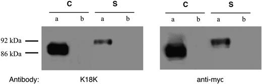 FIG. 1. Western blot analysis of cell protein (C) and supernatant (S) of Cos-7 cells, transfected either with 6L (a) or empty vector (b). Immunostaining with anti-CNPD1 antybody (K18K) and anti-myc antibody is shown. Immunostaining with anti-CNDP1 of R&D showed similar results (blot not shown).