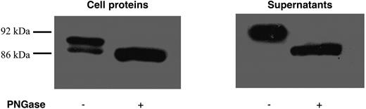 FIG. 2. Analysis of N-glycosylation of carnosinase expressed in cell extracts and supernatants. Aliquots of cell extract and supernatant of transfected cells (6L) either were (+) or were not (−) treated with PNGase to remove N-glycosyl residues. Note that after PGNase treatment, the molecular weights of carnosinase in supernatants and cell extracts were equal, whereas this was not found in untreated samples.