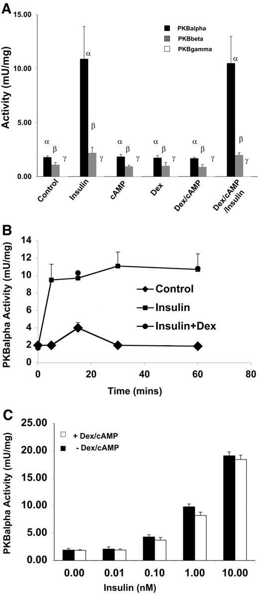 FIG. 1. HL1c cells were serum starved overnight and then incubated with 10 nmol/l insulin, 0.1 mmol/l 8CPT-cAMP, and 500 nmol/l dexamethasone (Dex) or a combination, as indicated, for 30 min. A: Cells were lysed, each isoform of PKB (-α, -β, and -γ) sequentially immunoprecipitated from the cell lysate, and assayed as described in research design and methods. B: HL1c cells were incubated with insulin (10 nmol/l) with or without 8CPT-cAMP ([0.1 mmol/l]/dexamethasone [500 nmol/l]) for the times indicated before cell lysis. PKBα was immunoprecipitated and assayed. C: HL1c cells were incubated with insulin at the concentrations indicated (nmol/l) for 30 min, before cell lysis. PKBα was immunoprecipitated and assayed.