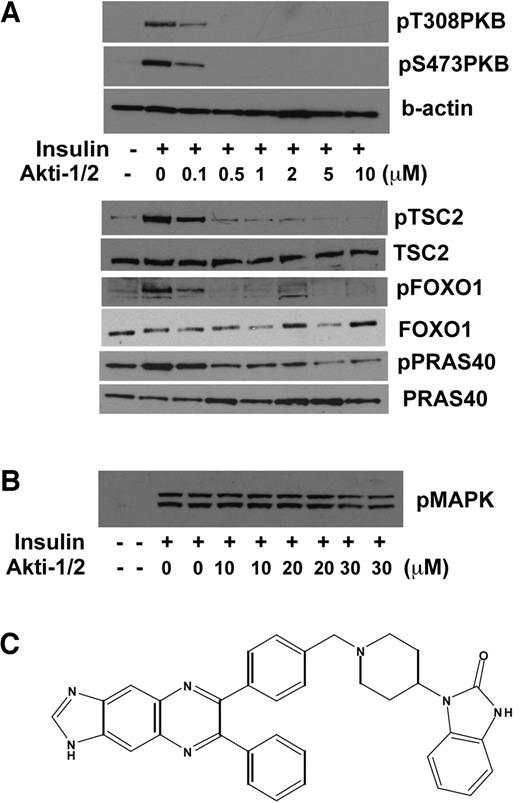 FIG. 2. The allosteric inhibitor Akti-1/2 prevents the conformational change that permits phosphorylation and activation of PKB. HL1c cells were serum starved overnight and then preincubated with or without Akti-1/2 (as indicated) for 15 min, followed by incubation with the same Akti-1/2 concentrations plus insulin (10 nmol/l), as indicated, for 30 min. Cells were lysed and analyzed by immunoblot for PKB phosphorylation (A, upper), PKB substrate phosphorylation (A, lower), or p42/p44 MAPK phosphorylation (B). Immunoblots representative of three experiments. The structure of Akti-1/2 (1,3-dihydro-1-(1-((4-(6-phenyl-1H-imidazo[4,5-g]quinoxalin-7-yl)phenyl)methyl)-4-piperidinyl)-2H-benzimidazol-2-one) is also shown (C).