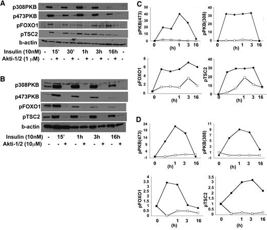 FIG. 3. HL1c cells were serum starved overnight and then preincubated with or without 1 μmol/l Akti-1/2 (A and C) or 10 μmol/l Akti-1/2 (B and D) for 15 min, followed by incubation with the same Akti-1/2 concentrations plus insulin (10 nmol/l) for the times indicated. Cells were lysed and analyzed by immunoblot for phosphorylation of PKB and PKB substrates. Representative blots are shown (A and B), while quantification of three experiments (mean ± SEM) is provided relative to unstimulated levels, normalized to actin expression (C and D). C: •, insulin + DMSO; □, insulin + Akti-1/2 (1 μmol/l). D: •, insulin + DMSO; □, insulin + Akti-1/2 (10 μmol/l).