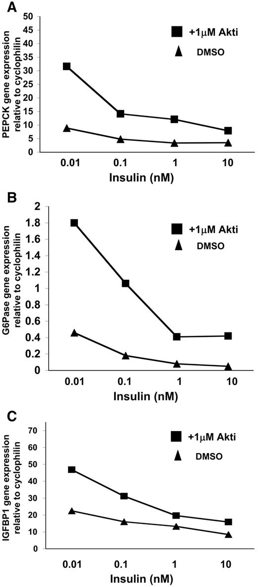 FIG. 5. HL1c cells were serum starved overnight and then incubated with or without dexamethasone/cAMP (500 nmol/l dexamethasone and 0.1 mmol/l 8CPT-cAMP) ± insulin (at the concentration stated) in the presence or absence of 1 μmol/l Akti-1/2 for 3 h. Cells were lysed and PEPCK (A), G6Pase (B), and IGFBP1 (C) gene expression measured by real-time PCR (TaqMan). Gene expression is presented relative to cyclophilin control gene expression in the same cells.