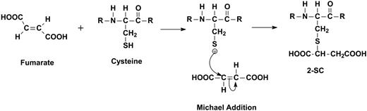 FIG. 1. Mechanism of formation of 2SC. Nucleophilic addition of fumarate to cysteine yields 2SC by a Michael addition reaction. R indicates peptide chain.