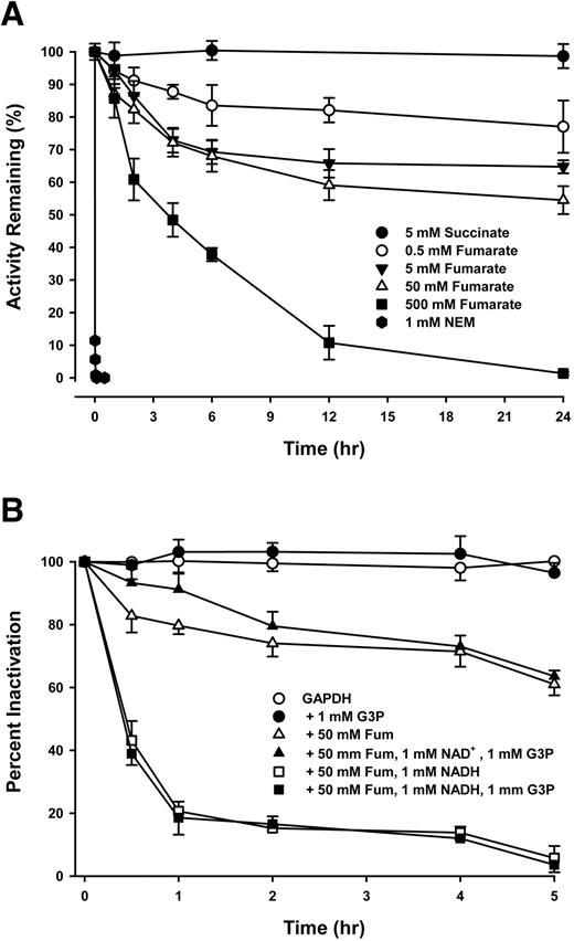 FIG. 2. Kinetics of GAPDH inhibition by fumarate in vitro. A: GAPDH (1 mg/ml) was incubated in the presence of fumarate (0.5, 5, 50, and 500 mmol/l), succinate (5 mmol/l), or NEM (5 mmol/l) in 50 mmol/l PBS (pH 7.4, 37°C). B: GAPDH (1 mg/ml) was incubated in the presence of 50 mmol/l fumarate (Fum) with or without 1 mmol/l coenzyme and/or 1 mmol/l substrate in 50 mmol/l PBS (pH 7.4, 37°C). Data are means ± SD from three independent experiments.