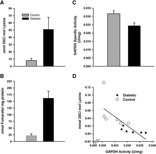 FIG. 7. Measurement of 2SC, fumarate, and GAPDH specific activity in control and diabetic rat gastrocnemius muscle. A: Levels of 2SC, measured by isotope dilution UPLC ESI-MS/MS, were 7.83 ± 2.9 and 48.6 ± 17 μmol 2SC/mol lysine in control and diabetic muscle, respectively (P < 0.01). B: Levels of fumarate, measured by isotope dilution gas chromatography/mass spectrometry, were 21.6 ± 17.2 and 161 ± 65.4 nmol/mg protein, respectively (P < 0.01). C: GAPDH specific activity was 0.032 ± 0.004 and 0.024 ± 0.004 units/mg protein (P < 0.02). D: Correlation between 2SC content of muscle protein and specific activity of GAPDH (r2 = 0.76, P < 0.01). Data are means ± SE (n = 6).