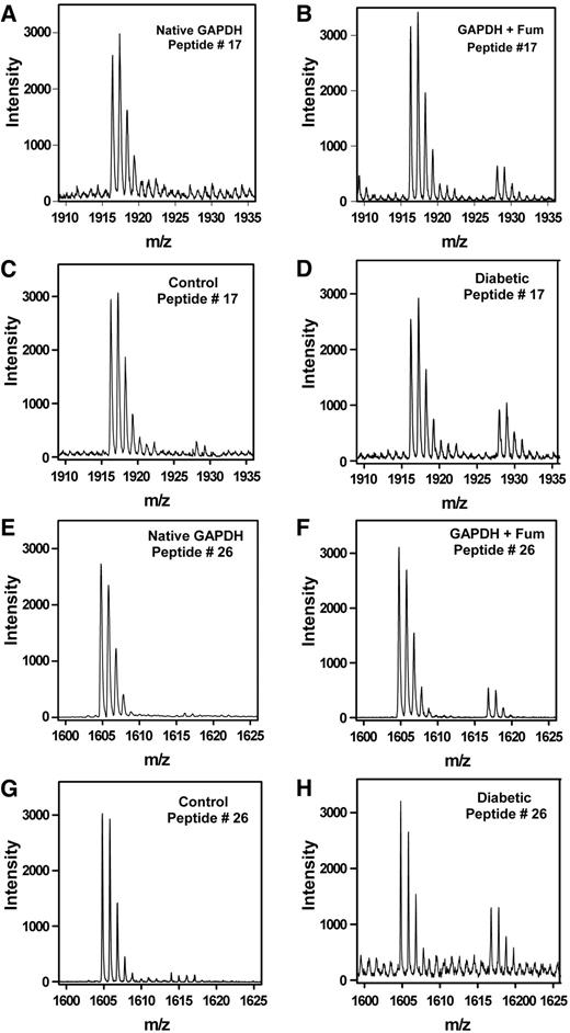 FIG. 9. MALDI-TOF mass spectra of 2SC and pyridylethyl peptides from GAPDH immunoprecipitated from rat muscle. Results are shown for analyses of commercial GAPDH, before and after incubation with fumarate (Fum), and of GAPDH immunoprecipitated from rat muscle and then digested in gel with trypsin. A: Tryptic peptide 17 from native GAPDH, showing the pyridylethyl peptide at 1916.3 m/z. B: Tryptic peptide 17 from fumarate-modified GAPDH (50 mmol/l, 24 h), showing the 2SC peptide at 1928.1 m/z. C: GAPDH from a control rat, showing a strong signal for pyridylethyl peptide 17 at 1916.20 m/z and a weak signal for the 2SC peptide at 1928.08 m/z. D: GAPDH from a diabetic rat, demonstrating the presence of 2SC on tryptic peptide 17 at 1928.08 m/z. E: Tryptic peptide 26 from native GAPDH showing the pyridylethyl peptide at 1604.79 m/z. F: Tryptic peptide 26 from fumarate-modified GAPDH, showing the 2SC peptide at 1616.84 m/z. G: GAPDH from a control rat, showing a strong signal for the pyridylethyl peptide 26 at 1604.79 m/z and a weak signal for the 2SC peptide at 1616.78 m/z. H: GAPDH from a diabetic rat, demonstrating the presence of 2SC on tryptic peptide 26 at 1616.78 m/z.