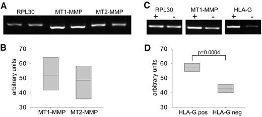 FIG. 1. Expression of MT-MMP mRNAs in human first-trimester trophoblasts. A: RT-PCR revealed that MT1-MMP and MT2-MMP are expressed. No bands were detected for MT3-, MT4-, MT5-, and MT6-MMP (not shown). B: Mean mRNA expression levels did not differ between MT1-MMP and MT2-MMP. MT1-MMP mRNA is present in HLA-G–positive (+) and HLA-G–negative (−) trophoblasts (C), with higher expression in the HLA-G–positive trophoblast subpopulation (D). The RPL30 was used as an internal control; n = 4 trophoblast preparations from different placentas.