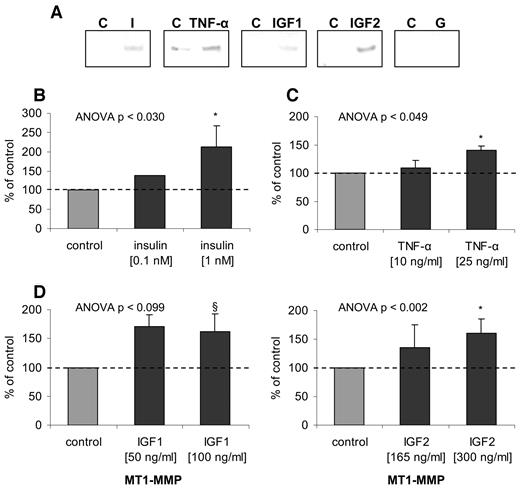 FIG. 4. A: Representative Western blot of active MT1-MMP (57 kDa) in first-trimester primary trophoblasts (n = 5 preparations from different placentas) stimulated for 48 h with insulin (I) (1 nmol/l), TNF-α (25 ng/ml), IGF-I (100 ng/ml), IGF-II (300 ng/ml), and glucose (G) (25 mmol/l) compared with the untreated controls (C). The graphs (B–E) show MT1-MMP protein expression (means ± SE) in trophoblasts treated with different concentrations of insulin (0.1 and 1 nmol/l), TNF-α (10 and 25 ng/ml), IGF-I (50 and 100 ng/ml), and IGF-II (165 and 300 ng/ml). The data are expressed relative to the controls (= 100%). Statistical tests used the raw data. *Significant change (P < 0.05) vs. controls using post hoc test. §Significant change using Student's t test.
