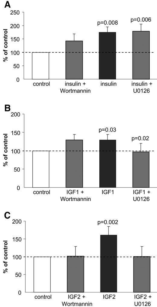FIG. 5. Induction of active (57 kDa) MT1-MMP in primary first-trimester trophoblasts after 48 h of treatment with insulin (1 nmol/l), IGF-I (100 ng/ml), and IGF-II (300 ng/ml) in the presence or absence of the PI 3-kinase inhibitor Wortmannin (100 nmol/l) or the MEK1 inhibitor U0126 (10 μmol/l). The graphs (A–C) display the protein expression (n = 4 trophoblast preparations from different placentas; means ± SE) compared with the untreated control. P values refer to differences versus controls.