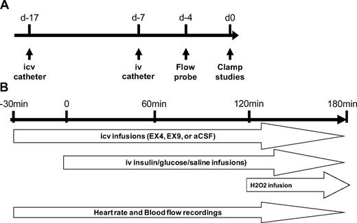 FIG. 1. Surgical and experimental procedures. A: Seventeen days (J-17) before infusions and clamp studies, a catheter was indwelled into the brain lateral ventricle. Seven days before the infusion (J-7), a catheter was indwelled into the left femoral vein, and the flow probe was indwelled 4 days (J-4) before the infusions (J0). B: Thirty minutes before the infusions, Ex4, Ex9, or aCSF was infused into the lateral ventricle of the mouse until completion of the 3-h clamp procedure. The clamp procedure was initiated by a concomitant infusion of glucose and insulin and was compared with the saline intravenous infusions.