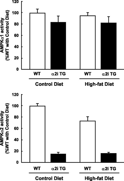 FIG. 1. AMPK activity. Thirty weeks after the dietary treatments, the mice were fasted overnight. AMPK α1 and α2 activities were analyzed in extracts from gastrocnemius muscles. Data are represented as means ± SE. n = 5–6 for all groups.
