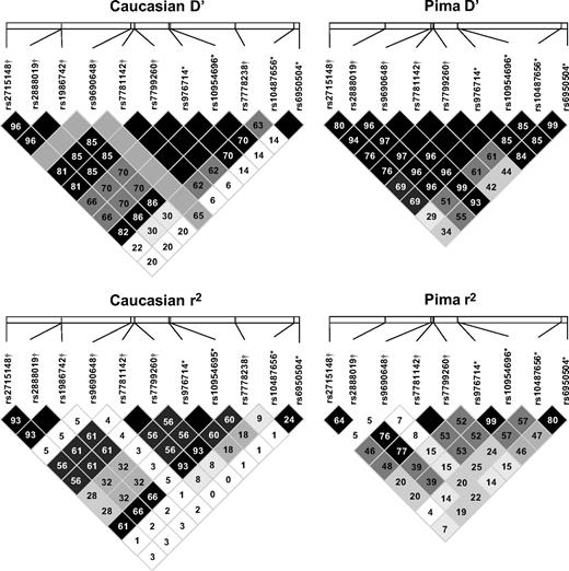 FIG. 2. LD pattern between SNPs in Table 1* and Table 2† in Caucasians and Pima Indians. LD in Caucasians was determined by CEU data (www.HapMap.org) using HaploView (www.broad.mit.edu/mpg/haploview). rs34608268 from Table 2 could not be included in this figure because there was no publicly available HapMap data for this SNP, and two SNPs (rs1986742 and rs7778238) were omitted from the LD pattern in Pima Indians because they were not genotyped in Pima Indians.