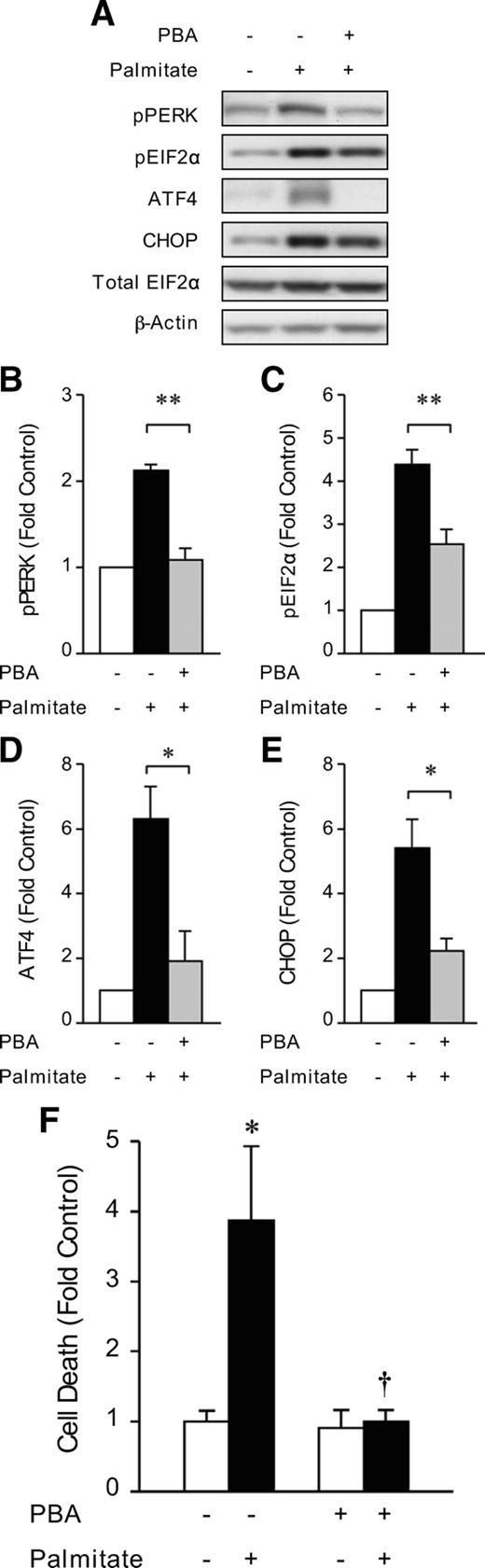 FIG. 2. PBA treatment protects against palmitate-induced ER stress and cell death in INS-1 cells. INS-1 cells grown in RPMI-1640 were pretreated in the absence or presence of PBA (2.5 mmol/l) for 24 h and then cultured in combination with 0.4 mmol/l palmitate coupled to 0.92% BSA for 6 h as indicated. A: Western blot analysis comparing changes in PERK and EIF2α phosphorylation (p) and expression of ATF4 and CHOP. Total EIF2α and β-actin protein served as loading controls. pPERK (B), pEIF2α (C), ATF4 (D), and CHOP (E) bands were quantified by densitometry and are expressed as fold change compared with control. Results are means ± SEM determined from three to four experiments. *P < 0.05, **P < 0.01 for PBA + palmitate-treated versus control palmitate-treated INS-1 cells. F: Cell death was measured using a cell death detection ELISA. Results are means ± SEM determined from three experiments performed in triplicate and are expressed as fold change compared with control. *P < 0.05 for control palmitate-treated versus control untreated INS-1 cells, †P < 0.05 for PBA + palmitate-treated versus control palmitate-treated INS-1 cells.