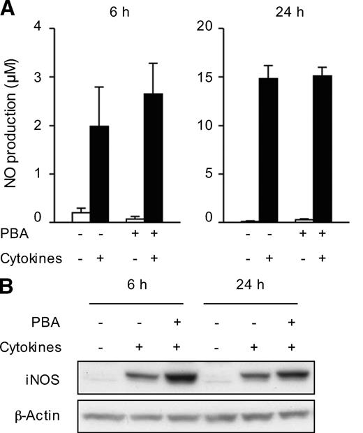 FIG. 3. PBA treatment does not lower cytokine-induced iNOS expression or NO production in INS-1 cells. INS-1 cells were treated with PBA (2.5 mmol/l) for 24 h and then cultured in combination with IL-1β (50 units/ml) and IFN-γ (100 units/ml) for 6 or 24 h as indicated. A: Medium was taken to determine levels of NO production by the Griess reaction. Results are means ± SEM. n = 5 in each group. B: Western blot analysis comparing changes in iNOS expression. Representative images are shown from two experiments.