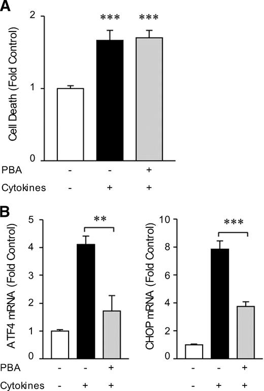 FIG. 6. Attenuation of ER stress with PBA does not protect against cytokine-induced cell death in primary rat islets. Isolated rat islets were pretreated in the absence or presence of PBA (2.5 mmol/l) for 24 h and then cultured in combination with the IL-1β (50 units/ml) and IFN-γ (100 units/ml) for 16 h. A: Cell death was measured using a cell death detection ELISA. Results are means ± SEM determined from three experiments performed in triplicate and are expressed as fold change compared with control untreated islets. ***P < 0.001 versus control untreated islets. B: Total RNA was extracted from islets and ATF4 and CHOP mRNA levels analyzed by real-time RT-PCR. Results are means ± SEM determined from four experiments performed in duplicate and are expressed as fold change of mRNA levels in control untreated islets. **P < 0.01, ***P < 0.001 for PBA + cytokine-treated versus control cytokine-treated islets.