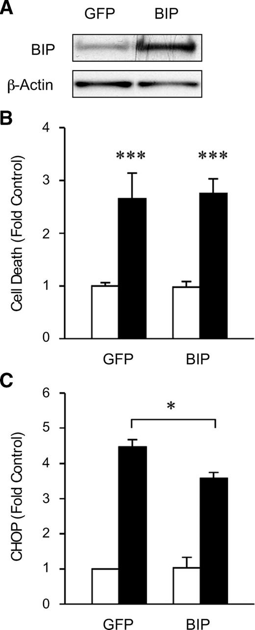 FIG. 7. BiP overexpression does not protect INS-1 cells from cytokine-induced cell death. INS-1 cells were transfected with an expression vector encoding for BIP (pBIP-DEST40) or GFP (pmaxGFP) by lipofectamine. A: Western blot analysis of BiP in GFP- and BiP-overexpressing INS-1 cells. β-Actin served as a loading control. B: Effect of BiP overexpression on cytokine-induced cell death in INS-1 cells. BiP- and GFP-overexpressing INS-1 cells were cultured in the absence (□) or presence (▪) of IL-1β (50 units/ml) and IFN-γ (100 units/ml). Cell death was measured using a cell death detection ELISA. Results are means ± SEM determined from three experiments performed in triplicate. ***P < 0.001 versus untreated GFP-overexpressing cells. C: Effect of BiP overexpression on cytokine-induced CHOP expression in INS-1 cells. Western blots analyzing CHOP protein were quantified by densitometry and are expressed as fold change compared with untreated GFP-overexpressing cells. Results are means ± SEM determined from three experiments. *P < 0.05 for cytokine-treated BiP-overexpressing cells versus cytokine-treated GFP-overexpressing cells.