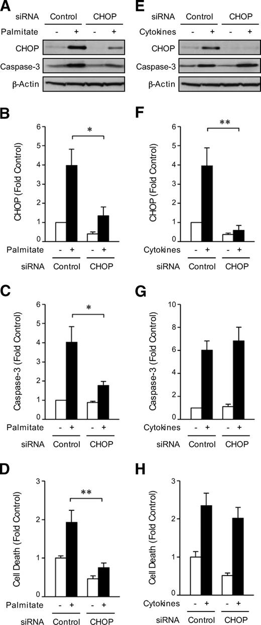 FIG. 8. siRNA-mediated silencing of CHOP expression in INS-1 cells protects against palmitate- but not against cytokine-induced cell death. INS-1 cells were transfected with CHOP ON-TARGETplus SMARTpool siRNA or negative control nontargeting siRNA using DharmaFECT Transfection Reagent and treated with 0.4 mmol/l palmitate coupled to 0.92% BSA (A–D) or IL-1β (50 units/ml) and IFN-γ (100 units/ml) (E–H). A and E: Western blot analysis of CHOP and cleaved caspase-3. β-Actin served as a loading control. CHOP (B and F) and cleaved caspase-3 bands (C and G) were quantified by densitometry and are expressed as fold change compared with untreated control siRNA. Results are means ± SEM, n = 5–6 in each group. *P < 0.05, **P < 0.01 versus treated control siRNA. D and H: Cell death was measured using a cell death detection ELISA. Results are means ± SEM, n = 6–7 in each group. **P < 0.01 versus palmitate-treated control siRNA.