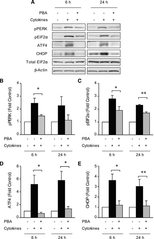 FIG. 1. The chemical chaperone PBA reduces cytokine activation of genes involved in ER stress in INS-1 cells but does not protect against cytokine-induced cell death. INS-1 cells grown in RPMI-1640 were pretreated in the absence or presence of PBA (2.5 mmol/l) for 24 h and then cultured in combination with IL-1β (50 units/ml) and IFN-γ (100 units/ml) for 6 or 24 h as indicated. A: Western blot analysis comparing changes in PERK and EIF2α phosphorylation (p) and expression of ATF4 and CHOP. Total EIF2α and β-actin protein served as loading controls. pPERK (B), pEIF2α (C), ATF4 (D), and CHOP (E) bands were quantified by densitometry and are expressed as fold change compared with control. Results are means ± SEM determined from three to four experiments. *P < 0.05, **P < 0.01 for PBA + cytokine-treated versus control cytokine-treated INS-1 cells at the same time point. ATF4 (F) and CHOP (G) mRNA levels. Total RNA was extracted and analyzed by real-time RT-PCR. Results are means ± SEM determined from three experiments performed in triplicate or quadruplicate and are expressed as fold-change of mRNA levels in control INS-1 cells. *P < 0.05, **P < 0.01 for PBA + cytokine-treated versus control cytokine-treated INS-1 cells at the same time point. H: Cell death was measured using a cell death detection ELISA. Results are means ± SEM determined from three experiments performed in triplicate and are expressed as fold change compared with control untreated INS-1 cells at each time point. *P < 0.05, **P < 0.01, ***P < 0.001 versus control untreated INS-1 cells at the same time point.