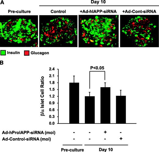 FIG. 6. siRNA-mediated suppression of human IAPP expression increases β-cell–to–α-cell ratio in cultured human islets. A: Double immunostaining for insulin (green) and glucagon (red) of paraffin-embedded sections (5 μm) of human islets preculture (d 0) and after 10-day culture with or without transduction with Ad-hProIAPP-siRNA (MOI 20) or Ad-Cont-siRNA (as control for adenoviral toxicity and siRNA nonspecific effects). The number of insulin immunopositive cells and intensity of immunostaining appeared to be reduced after 10-day culture but was preserved in Ad-hProIAPP-siRNA–transduced islets. B: Quantification of insulin- and glucagon-positive cells in transduced and nontransduced cultured human islets. Results are presented as β-cell–to–α-cell ratio from at least 30 islets per condition from each human islet preparation. Note the decrease in the ratio of β- to α-cells in cultured human islets and its restoration after transduction with Ad-hProIAPP-siRNA. Transduction with Ad-Cont-siRNA did not have any significant effect on β-cell–to–α-cell ratio. Data are expressed as means ± SE of three independent experiments (P < 0.01, one-way ANOVA). (Please see http://dx.doi.org/10.2337/db08-0485 for a high-quality digital representation of this figure.)