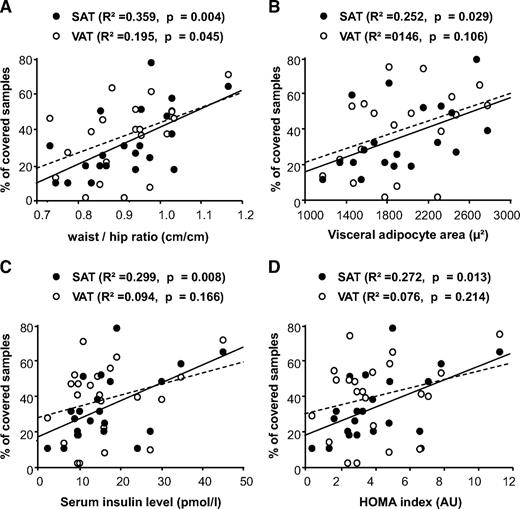 FIG. 7. Correlation of adipose tissue angiogenesis with patient phenotype. Angiogenic response to adipose tissue samples was assessed as the percentage of covered SAT (•) or VAT (○) samples. Correlation between the angiogenic response and waist-to-hip ratio (A), average visceral adipocyte surface (B), serum insulin levels (C), and HOMA index (D) was assessed by regression analysis in the 22 nondiabetic patients. AU, arbitrary units.