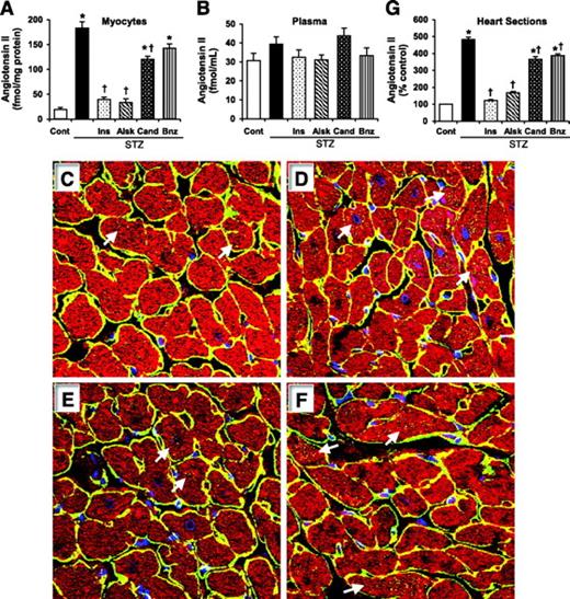 FIG. 1. Ang II levels in cardiac myocytes and plasma. Ang II was measured by a competitive ELISA in cardiac myocytes (A) and plasma (B) of control rats (Cont); diabetic rats (STZ); and diabetic rats treated with insulin (Ins), aliskiren (Alsk), candesartan (Cand), or benazepril (Bnz). Values are expressed as means ± SE, n = 6. C–F: Intracellular localization of Ang II (yellow dots, indicated by white arrow), as determined by confocal immunofluorescence microscopy, in heart sections from control rats (C), diabetic rats (D), diabetic rats treated with aliskiren (E), and diabetic rats treated with candesartan (F). Myocyte profiles were identified by costaining with anti-sarcomeric actin (red) and laminin (yellow, peripheral staining). The blue color indicates nuclear staining by DAPI. Magnification ×1,200. G: Quantitative representation of Ang II fluorescence intensity in heart sections (from five images per heart and three hearts per group). Values are expressed as means ± SE, n = 15. *P < 0.05 vs. control, †P < 0.05 vs. diabetic rats without any treatment. (Please see http://dx.doi.org/10.2337/db08-0805 for a high-quality digital representation of this figure.)