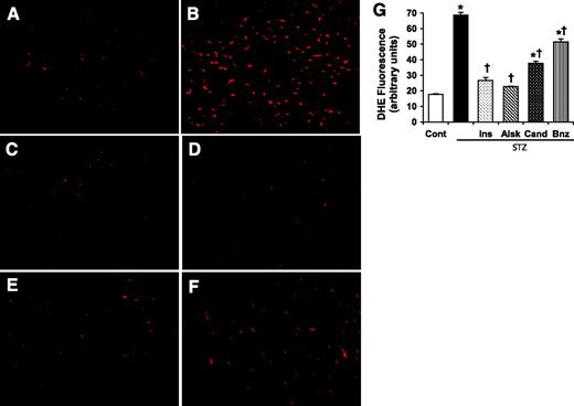 FIG. 3. Measurement of oxidative stress in heart sections by DHE staining. These are representative images of DHE-stained heart sections from control rats (A); diabetic rats (B); and diabetic rats treated with insulin (C), aliskiren (D), candesartan (E), or benazepril (F). Magnification ×60. G: DHE fluorescence intensity was calculated from five images per heart and three hearts per group. Values are expressed as means ± SE (n = 15). *P < 0.05 vs. control, †P < 0.05 vs. diabetic rats without any treatment. (Please see http://dx.doi.org/10.2337/db08-0805 for a high-quality digital representation of this figure.)