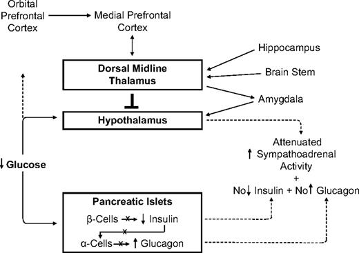 FIG. 3. Pancreatic islet and hypothalamic and cerebral network mechanisms of HAAF in diabetes.