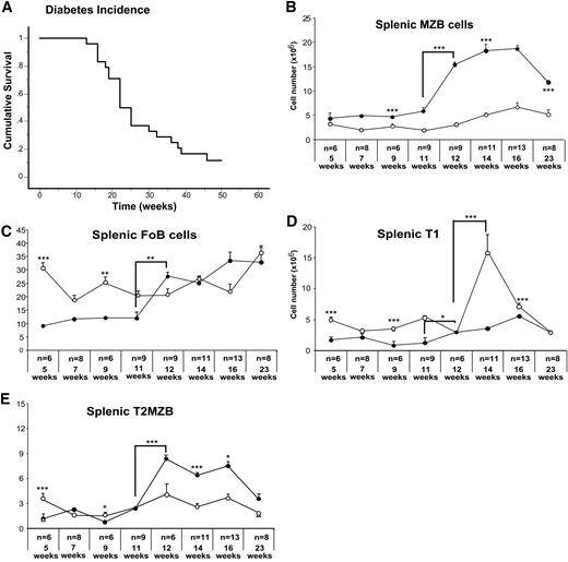 FIG. 2. MZB expansion correlates with the onset of frank diabetes. A: Kaplan-Meier cumulative survival data indicating diabetes incidence for female NOD mice (n = 30). B–E: Absolute numbers of splenic MZB (B), FoB (C), transitional T1 cells (D), and T2MZ cells (E) were enumerated in female NOD mice (•) (n = 70) and C57BL/6 mice (○) (n = 30) at different ages as indicated. The number of mice examined at each time point is indicated. The gating strategy to enumerate splenic B-cell subsets is as illustrated in Fig. 1A. P values represent comparison between NOD and age-matched control strain or, where indicated, comparison between different ages in NOD mice. *P < 0.05; **P < 0.01; ***P < 0.001.