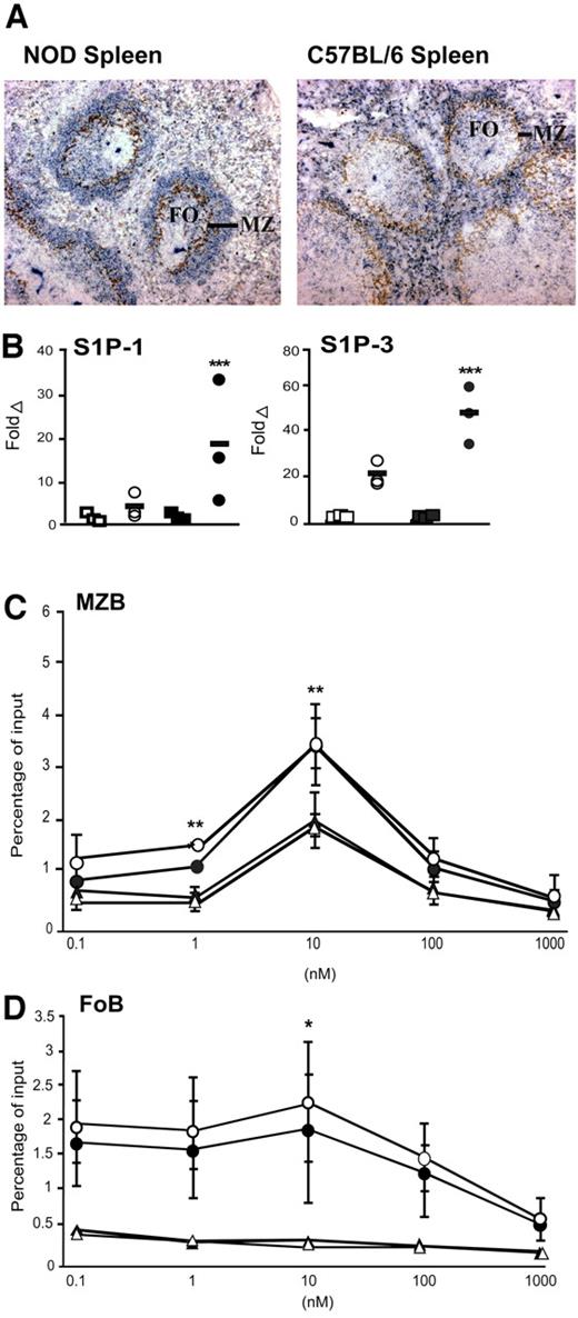 FIG. 3. Dysregulated S1P signaling in NOD mice. A: Altered splenic architecture of NOD mice. Representative histological section illustrating splenic architecture from a NOD and C57BL/6 mice. Identification of metallophilic macrophages (MOMA-1; brown) and MZBs (CD1d; blue). FO, follicular area; MZ, marginal zone. B: Semiquantitative RT-PCR analysis of S1P1 and S1P3 mRNA expression in FACS-purified FoBs (squares) or MZBs (circles) isolated from NOD (filled symbols) or C57BL/6 (open symbols) mice. Results represent fold change in S1P receptor expression relative to GAPDH for individual mice (n = 3 per group), bar represents median value. C: Chemotactic response of FACS-purified NOD (circles) and C57BL/6 (triangles) MZBs to increasing concentrations of S1P with (filled symbols) or without (open symbols) FTY720 pretreatment. Results represent meansa ± SE of one representative experiment (n = 3 mice per group) of four independent experiments conducted. D: As for (C), except FoB migration is shown. P value indicates comparison between NOD and C57BL/6 mice. *P < 0.05; **P < 0.01; ***P < 0.001. (A high-quality digital representation of this figure can be found at http://dx.doi.org/10.2337/db07-0589.)