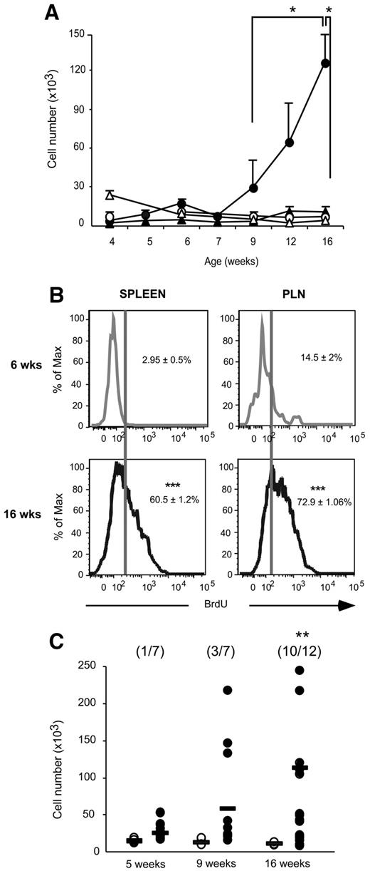 FIG. 8. Age-dependent accumulation of MZB-like cells in the PLN of female NOD mice. A: Calculated absolute MZB-like cell numbers in the PLN and ILN of female NOD and C57BL/6 mice was assessed over time (n ≥ 6 mice examined at each time point). NOD PLN (•) and C57BL/6 PLN (○) and NOD ILN (▴) and C57BL/6 ILN (▵). The gating strategy to enumerate splenic B-cell subsets is as illustrated in Fig. 1A. P values represent comparison between NOD PLN and age-matched control strain or comparison between different ages in NOD mice. B: Representative histograms showing BrdU incorporation in MZBs from spleen and PLN in 6- and 16-week-old female NOD mice after 3 days of in vivo BrdU labeling. MZB-like cells were identified as in Fig. 1A. P value indicates comparison between proliferation rates at 6 and 16 weeks of age. C: Calculated absolute numbers of MZB-like cells infiltrating the PLN of NOD (solid symbols) or C57BL/6 (open symbols) mice at the indicated ages. Results represent values from individual mice (n ≥ 5 per group), bar represents median value. Number in parentheses indicates frequency of NOD mice with a MZB-like cell infiltrate age-matched C57BL/6 controls. P value relates number of MZB-like cells in NOD mice compared with age-matched C57BL/6 mice. *P < 0.05; **P < 0.01; ***P < 0.001.