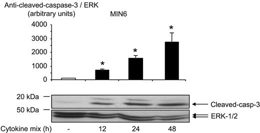 FIG. 1. Cytokines induce apoptosis in clonal MIN6 β-cells. MIN6 cells were cultured with a cytokine mix containing IL-1β (50 units/ml), TNF-α (1,000 units/ml), and IFN-γ (1,000 units/ml), for the times indicated, in their culture medium (see research design and methods). Induction of apoptosis was measured by Western (immuno-) blotting for cleaved caspase-3 (Asp-175) (see research design and methods), and total protein content was estimated using anti-ERK1/2. Data are given as means ± SEM of three independent experiments. *P < 0.05 for effect of cytokines compared with basal without cytokines.