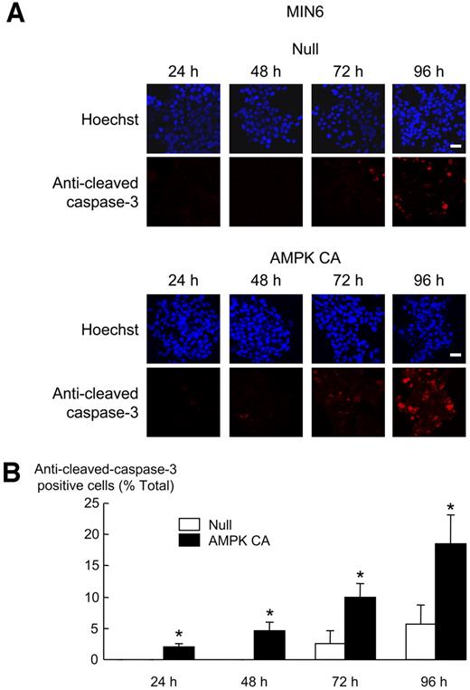 FIG. 2. Effect of AMPK-CA adenovirus on caspase-3 activity in MIN6 β-cells. A: Cells were infected with the indicated adenoviruses at 100 MOI (Null/GFP, AMPK-CA) for the times indicated. Induction of apoptosis was measured by immunocytochemistry with an antibody to cleaved caspase-3. Primary antibody was revealed using TRITC-conjugated secondary antibody against rabbit IgG, and a Hoechst coloration of the nucleus was performed. B: The data from A given as means ± SEM of triplicate analyses from three independent experiments. Results were analyzed by densitometry, and statistical differences were assessed by unpaired Student's t test (*P < 0.05 for effect of AMPK-CA virus compared with Null virus). Scale bar, 20 μm.