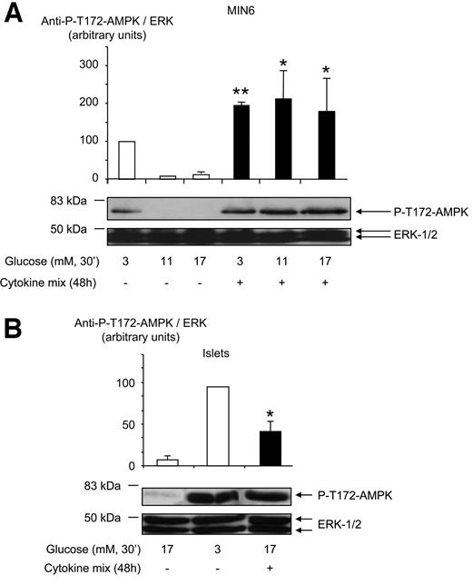 FIG. 3. Effect of cytokines on AMPK activity in clonal MIN6 β-cells and mouse pancreatic islets. MIN6 cells (A) or mouse pancreatic islets (B) were treated with cytokine mix for 48 h and incubated in KRB medium (see research design and methods) at the indicated concentrations of glucose for 30 min. Phospho–Thr-172 AMPK phosphorylation was assessed using the appropriate phospho-specific antibody. Total protein was estimated using anti-ERK1/2 antibody. Results shown are from three independent experiments, and statistical differences were assessed by unpaired Student's t test. *P < 0.05 and **P < 0.01 for the effect of cytokines compared without cytokines.