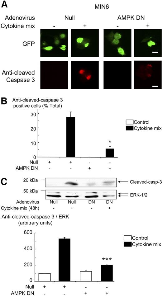 FIG. 5. Dominant-negative AMPK blocks cytokine-activation of caspase-3 in MIN6 β-cells. MIN6 cells were treated as in Fig. 4, and active caspase-3 was measured by immunocytochemistry (A and B) or Western blot (C) with anti-cleaved caspase-3 antibody. Results were analyzed as in Fig. 4. *P < 0.05 and ***P < 0.001 for the effect of AMPK-DN virus in the presence of cytokines compared with Null virus. Data are given as means ± SEM of triplicate analyses from three independent experiments involving 50 individual cells per condition for the immunocytochemistry (B) and as means ± SEM of three independent experiments for the Western blot (C). Scale bar, 10 μm.
