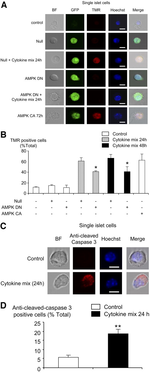 FIG. 6. Effect of dominant-negative AMPK and AMPK-CA on cytokine-mediated apoptosis in dispersed mouse pancreatic islets. A: Dispersed islets were infected or not with the indicated adenoviruses at 100 MOI (Null/GFP, AMPK-DN, AMPK-CA) for 48 h. Then, islets infected with Null/GFP or AMPK-DN were treated or not with cytokines, as in Fig. 1, for a further 24 or 48 h. Islets infected with AMPK-CA were maintained for a further 24 h. Apoptosis was measured by TUNEL assay as described in Fig. 4, followed by nucleus coloration with Hoechst dye (BF represents the bright field). B: Data from A given as means ± SEM of duplicate analyses from five experiments involving 50 individual cells per condition. Scale bar, 5 μm. *P < 0.05 for the effect of AMPK-DN with cytokines compared with Null virus in presence of cytokines. C: Dispersed islets were treated with cytokines during 24 h, and caspase-3 cleavage was measured by immunocytochemistry with the appropriate antibody, followed by nucleus coloration with Hoechst dye. D: Data from C given as means ± SEM of duplicate analyses from three experiments involving 50 individual cells per condition. Scale bar, 5 μm. **P < 0.01 for the effect of the cytokines compared with the control without cytokines. (Please see http://dx.doi.org/10.2337/db07-0993 for a high-quality digital representation of this figure.)