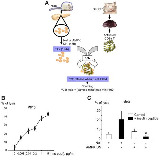 FIG. 8. Dominant-negative AMPK decreases the cytotoxicity of insulin-reactive CD8+ T-cells to NOD pancreatic islets. A: Scheme explaining the cytotoxic assay (see research design and methods). B: P185 control cells were labeled with chromium sulfate (51) for 1 h, washed, and incubated for 16 h with insulin B15–23 reactive CD8+ T-cells at a ratio of 1:10, in the presence of increasing concentrations of insulin B15–23 peptide. The percentage of lysis was determined measuring the gamma radioactivity released in the supernatant by the lysed cells: % of lysis = [(sample release − min)/(max − min)] × 100. C: The same procedure was used with islets from NOD mice, which were infected with the AMPK-DN adenovirus at 100 MOI for 48 h. A total of 20 islets per condition were used in presence of 400,000 CD8+ T-cells, estimating 1,000 cells/islet, and insulin peptide was added or not at 1 μg/ml. *P < 0.05 for the effect of AMPK-DN virus in the presence of the peptide compared with Null virus. Data are given as means ± SEM of triplicate analyses from three independent experiments.