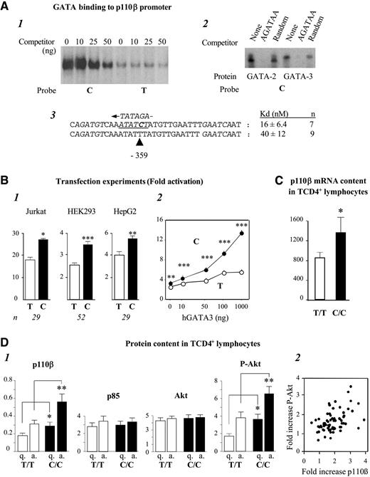 FIG. 2. The C allele of the −359C/T SNP creates a GATA-binding site associated with increased transcriptional activity of the p110β promoter and increased Akt phosphorylation. A: GATA proteins bind the GATA-binding site created by the C variant. 1) Specific binding of GATA to the C probe. EMSAs were performed using the C or T probe and Jurkat T cell nuclear extracts. Competition using increasing amounts of a consensus GATA-binding site TGATAG competitor showed the specificity of the binding. 2) hGATA-3 and cGATA-2 bind specifically to the C probe. The DNA binding domains of chicken GATA-2 and human GATA-3 were tested for binding to a probe containing only the C site, with a canonical GATA site or a random oligonucleotide as competitors. 3) Sequences of the C and T alleles flanking the −359 C/T polymorphism on the p110β promoter, with their dissociation constants. B: Increased transcriptional activity of p110β promoter sequence carrying the −359 C allele. 1) Results (mean ± SE) of transfection experiments in Jurkat cells, HEK293, and HepG2 cells. *P < 0.02, ***P < 0.0002. 2) Effect of cotransfected hGATA-3 protein on the transcriptional activity of the C or T promoters, expressed relative to empty vector. Each value (mean ± SE) is the average of 58 independent experiments (***P < 0.0001). C: C/C subjects have increased levels (mean ± SE) of p110β mRNA in their TCD4+ lymphocytes. *P < 0.05. D: p110β and effectors of the PI 3-kinase-Akt pathway in TCD4+ lymphocytes from obese children. 1) Comparison of p110β, p85α, Akt, and P-Akt protein content (mean ± SE) normalized to actin in quiescent (q) and activated (a) C/C and T/T lymphocytes. *P < 0.03, **P < 0.01. 2) Relative increases in p110β and P-Akt protein levels are correlated in activated lymphocytes (r = 0.50, P < 0.001).