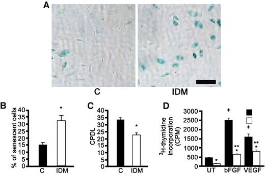 FIG. 4. A–D: Enhanced senescence of ECFCs exposed to a diabetic intrauterine environment correlates with reduced proliferative capacity. A: SA-β-gal staining of ECFCs derived from uncomplicated (C) or diabetic (IDM) pregnancies. Results are representative of four independent experiments. Scale bars represent 100 μm. B: Percentage of ECFCs derived from uncomplicated or diabetic pregnancies that stained positively for SA-β-gal. Results are means ± SM, n = 4, *P < 0.002 by Student's t test. C: Cumulative population doubling level (CPDL) of ECFCs derived from uncomplicated or diabetic pregnancies after 50 days of culture. Results are means ± SE, n = 4, *P < 0.002 by Student's t test. D: Proliferation of ECFCs derived from cord blood from uncomplicated (▪) or diabetic (□) pregnancies in response to 25 ng/ml vascular endothelial growth factor or 50 ng/ml basic fibroblast growth factor stimulation. Results represent mean radiation counts per minute performed in triplicate from a representative experiment: *P < 0.001 compared with control, **P < 0.002 compared with untreated (UT) IDM condition, +P < 0.002 compared with UT control condition by Student's t test. Similar results were seen in two additional independent experiments. (Please see http://dx.doi.org/10.2337/db07-1507 for a high-quality digital representation of this figure.)