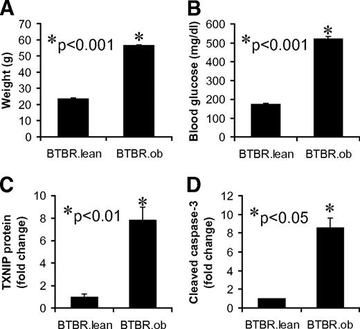 FIG. 2. Expression of TXNIP and cleaved caspase-3 in islets of diabetic mice. Body weight (A) and blood glucose (B) in diabetic BTBR.ob and normoglycemic BTBR.lean mice are shown for comparison. Islets of 8-week-old BTBR.ob and control BTBR.lean mice were isolated and analyzed by immunoblotting for TXNIP protein levels (C) and cleaved caspase-3 (D). Three independent experiments were performed, and bars represent mean fold change ± SE in protein levels corrected for β-actin.