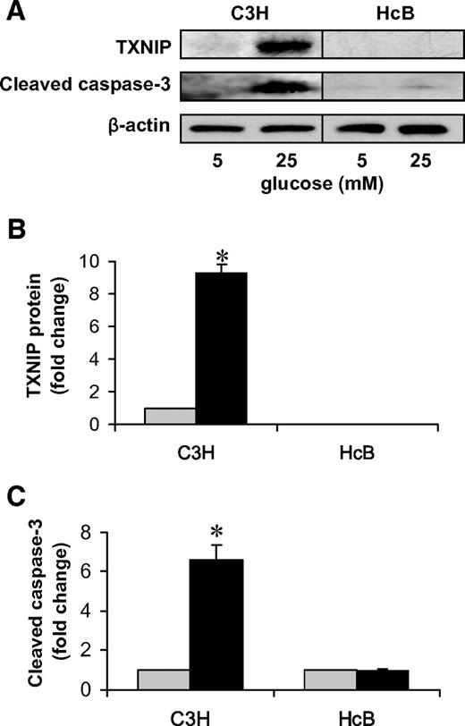 FIG. 3. Effects of high glucose exposure on caspase-3 activation in TXNIP-deficient HcB-19 and C3H control islets. Isolated primary islets of control C3H and TXNIP-deficient HcB-19 mice were incubated at low (5 mmol/l) or high (25 mmol/l) glucose for 24 h and assessed for TXNIP expression and apoptosis. A: Representative immunoblot. B: Quantification of TXNIP protein levels in C3H and HcB-19 islets. (As expected, no TXNIP protein was detected in HcB-19 islets.) *P < 0.005. C: Quantification of cleaved caspase-3 in C3H and HcB-19 islets. Bars represent mean fold change ± SE in protein levels corrected for β-actin (n = 3 independent experiments). *P < 0.05 high vs. low glucose. , 5 mmol/l glucose; ▪, 25 mmol/l glucose.